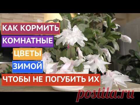 ПОДКОРМИТЕ КОМНАТНЫЕ ЦВЕТЫ ТАК, ЕСЛИ ХОТИТЕ, ЧТОБЫ ОНИ БЫЛИ КАК У МЕНЯ!