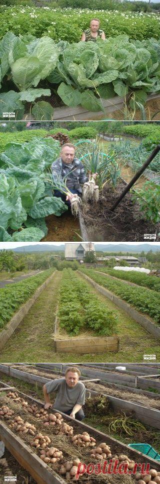 Удивительный огород Игоря Лядова!