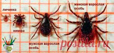 Заголовок