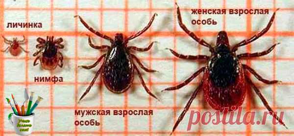 Заголовок