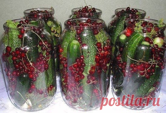 Красная смородина с огурцами