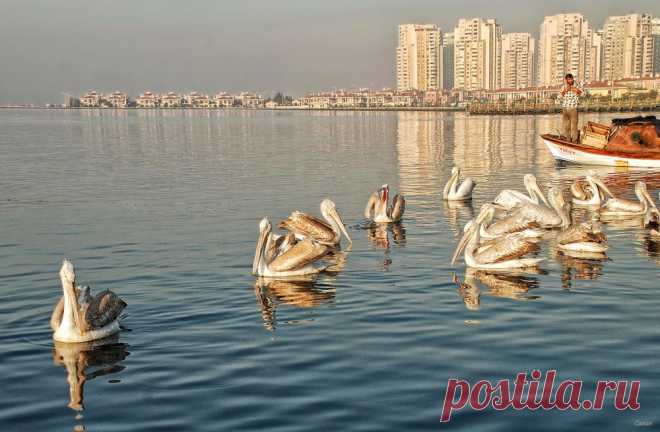 Valued guests - Image & Photo by Canan Oner from Coastal areas - Photography (33187441) | fotocommunity