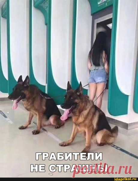 ГРАБИТЕЛИ НЕ СТРАШНЫ - ) / АйДаПрикол .)