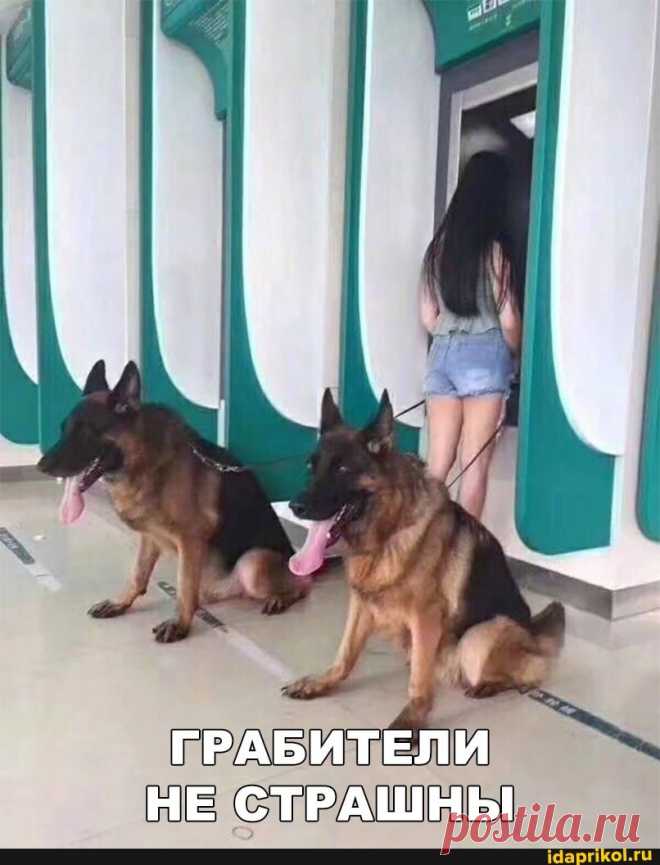ГРАБИТЕЛИ НЕ СТРАШНЫ - ) / АйДаПрикол .)