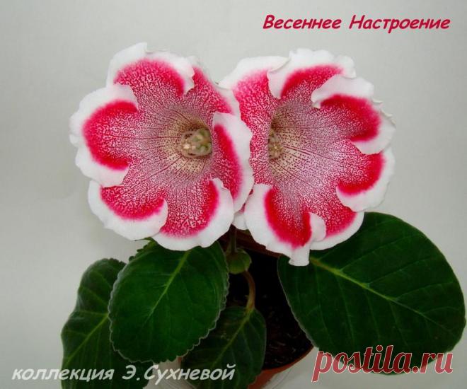 Весеннее Настроение (Павлюк Н.) - Форум цветоводов Фрау Флора