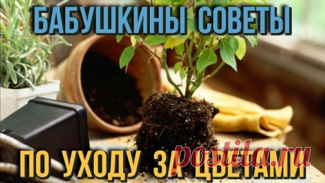 5 БАБУШКИНЫХ СОВЕТОВ ДЛЯ ЦВЕТОВ
Совет 1.
Зимой и осенью цветы нужно поливать утром. Летом и весной – вечером.
Совет 2.
Опрыскивать цветы нужно рано утром или вечером. В опрыскиватель заливают горячую воду, при распылении она остывает.
Совет 3.
Секрет яркой и сочной окраски листьев – в опрыскивании с добавлением камфарного спирта. Приблизительно 2-4 капли на 1 литр воды.
Совет 4.
Подкормка комнатных растений. Сколько существует всяческих удобрений и советов по их применению...