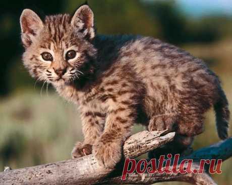 Look At You | Cutest Paw