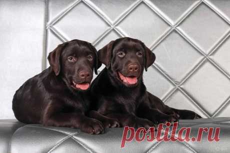 Шоколадная авантюра - OGADANIE.RU