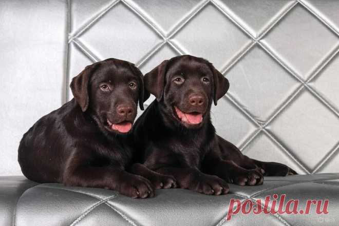 Шоколадная авантюра - OGADANIE.RU