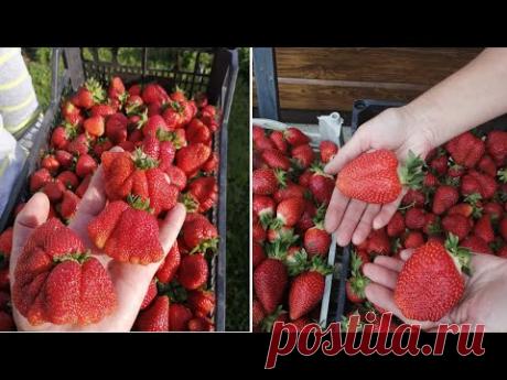 Как я выращиваю такую клубнику. Все о подкормках, которые я использую.