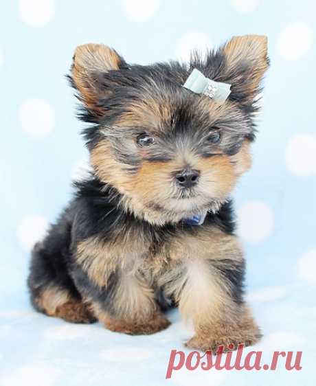 Yorkie Puppies