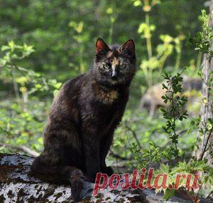 Мои фото — National Geographic Россия