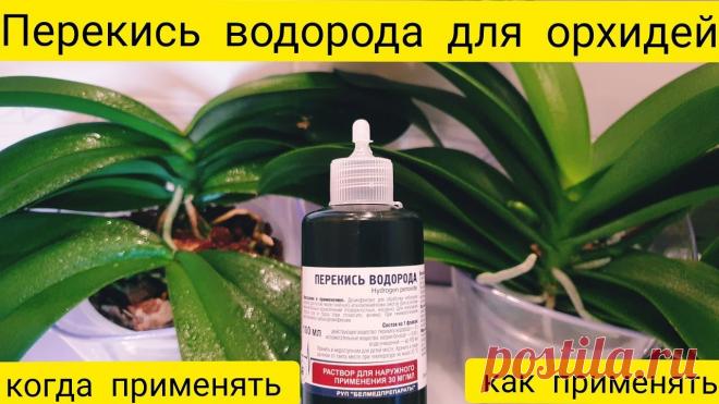 Перекись водорода для орхидей || Как применять перекись для орхидей Перекись водорода для орхидей. Как применять перекись для орхидей. Польза перекиси водорода для орхидей. Когда применять перекись для орхидей. Уход за орхиде...