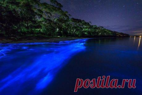 Светящийся планктон