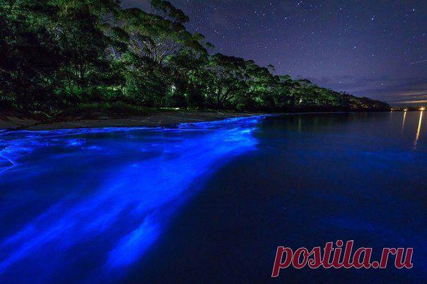 Светящийся планктон