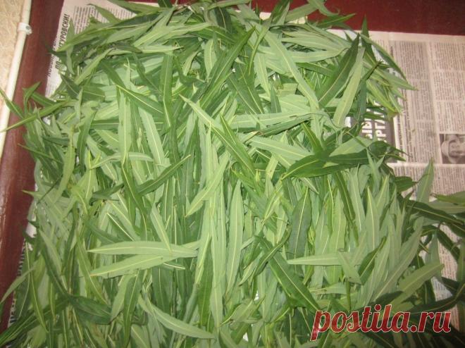 Копорский чай — как сделать напиток здоровья из растения иван-чай — 6 соток