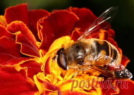 Немного макро