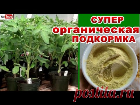 ДОБАВЬ ВСЕГО ПОЛ ЧАЙНОЙ ЛОЖКИ ПОДКОРМКИ - ПРИ ПИКИРОВКИ  ТОМАТОВ И РАССАДА ПОПРЕТ КАК СУМАСШЕДШАЯ