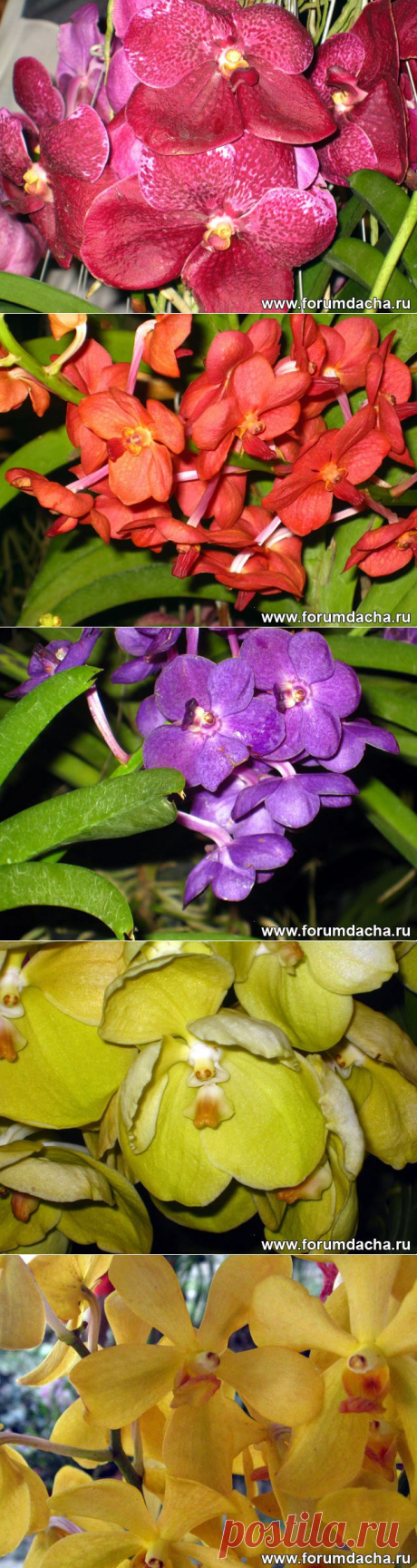 Фото орхидей. Фаленопсис, Ванда, Онцидиум, Дендробиум и ...