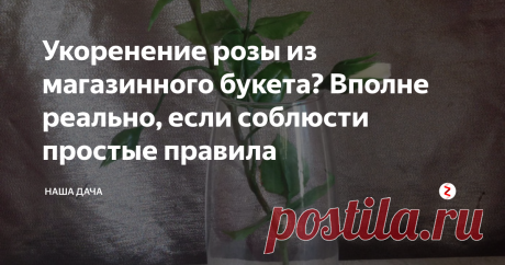 Укоренение розы из магазинного букета? Вполне реально, если соблюсти простые правила  Вам подарили роскошный букет шикарных голландских роз? Оказывается, укоренить и вырастить такую розу в собственном саду вполне под силу даже тому, кто никогда этого не делал раньше. Ну, с чего-то же нужно начинать! Тем более, что укоренение магазинных роз – не такая уж и премудрая наука.