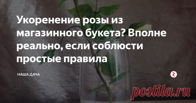 Укоренение розы из магазинного букета? Вполне реально, если соблюсти простые правила  Вам подарили роскошный букет шикарных голландских роз? Оказывается, укоренить и вырастить такую розу в собственном саду вполне под силу даже тому, кто никогда этого не делал раньше. Ну, с чего-то же нужно начинать! Тем более, что укоренение магазинных роз – не такая уж и премудрая наука.