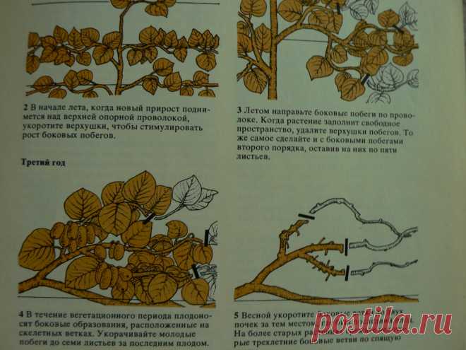 Как выращивать актинидию коломикту на шпалере?