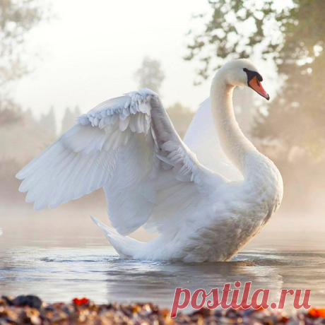 Чудо-лебедь