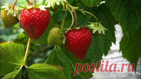 Как подкармливать клубнику дрожжами