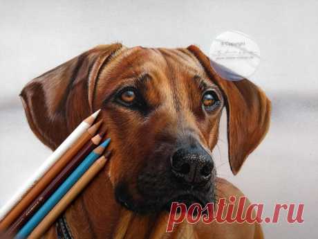 Rhodesian Ridgeback Sanaa by AtelierArends on DeviantArt