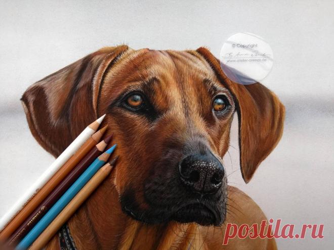 Rhodesian Ridgeback Sanaa by AtelierArends on DeviantArt