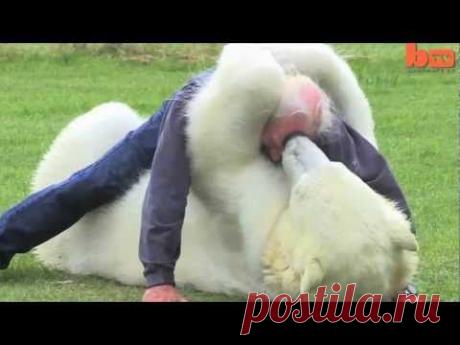 Белый медведь и седой мужик