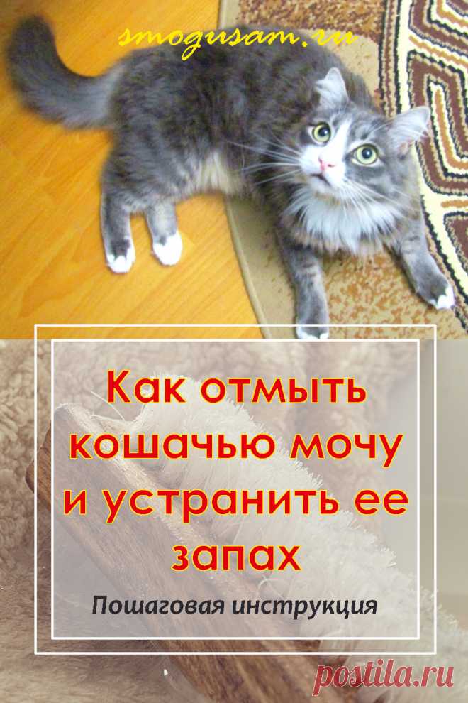 Как отмыть кошачью мочу и устранить ее запах