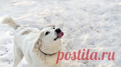 Ветеринар Шеляков: поедание снега собакой может обернуться ожогом внутренностей. Поедание снега на улице домашним питомцем может обернуться тяжёлыми последствиями для здоровья, особенно если там присутствуют реагенты. Об этом рассказал в беседе с RT ветеринарный врач высшей категории Михаил Шеляков. Читать далее