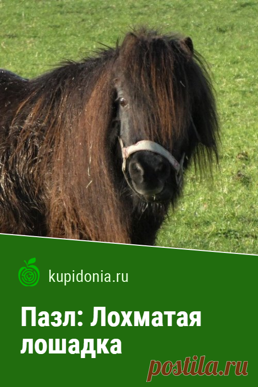 Пазл онлайн: Лохматая лошадка. Пазл онлайн с симпатичной лошадкой из серии «Пазлы с животными».