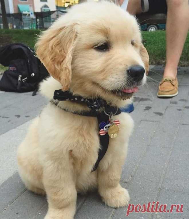 Самые умилительные фотографии животных