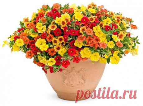 Разбираемся, когда сеять петунии на рассаду