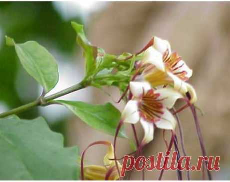 Строфантин - Здоровье, Красота - Сборник - Познавательный -журнал &quot;Умеха - мир самоделок&quot;