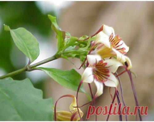 Строфантин - Здоровье, Красота - Сборник - Познавательный -журнал "Умеха - мир самоделок"