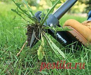 Эффективная борьба с сорняками | Дача - впрок