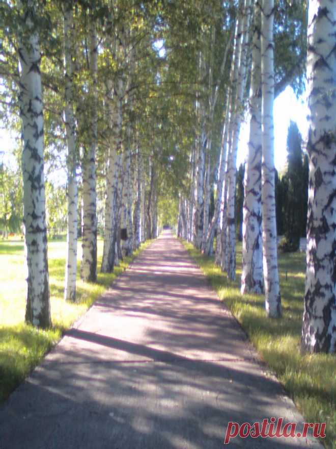 березовая тропа