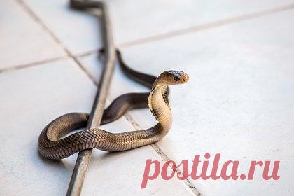 Заползшая в туалет змея помешала мужчине справить нужду. Житель Великобритании Терри Фэрли обнаружил змею в туалете своей квартиры во время того, как пытался справить нужду. Рептилия настолько напугала мужчину, что он спрыгнул с унитаза и выбежал из туалета. На помощь к Фэрли пришли его соседи. Они согласились подержать змею у себя до приезда специалистов.