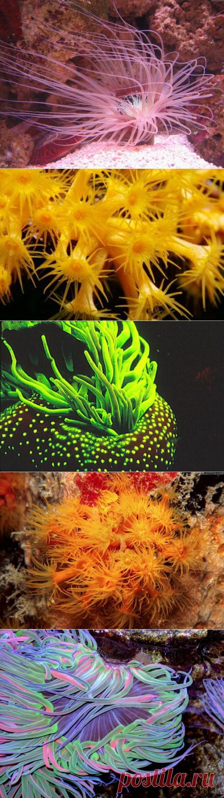 (+1) тема - Морские анемоны | НАУКА И ЖИЗНЬ