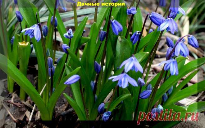 Цветник который сам себя засевает. Более тридцати цветов, которые хорошо размножаются самосевом | Дачные истории | Яндекс Дзен