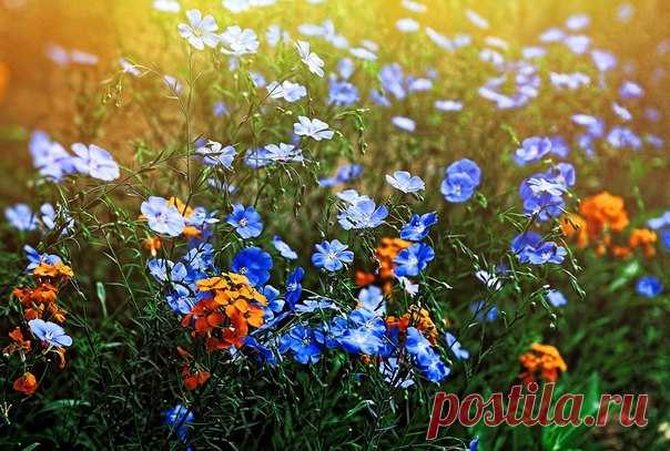 КАКОЙ СЕГОДНЯ ПРАЗДНИК? 4 Мая 2016 г. – Среда • День рождения складного зонтика 301 год • День Звездных войн (Star Wars Day) • День собачьего счастья • День любителей вермишелевого супа • День восстановления независимости - Латвия • День зелени - Япония • День труда - Замбия • День поминовения - Нидерланды • День молодёжи - Китай • Именины у Дионисия, Алексея, Исакия, Дениса, Кондрата, Максима, Федора, Ивана, Николая, Александра • Проклов день