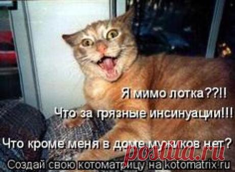 Я мимо лотка??!! Что за грязные инсинуации!!!! Что кроме меня в доме мужиков…