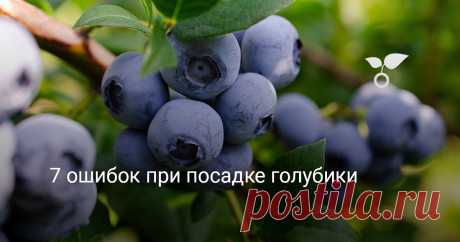 7 ошибок при посадке голубики — Ботаничка Лесная ягода – голубика совсем не так проста, как кажется. Насмотревшись на её диких родственниц, вы, возможно, рассчитываете получить очень неприхотливые кусты, ежегодно одаривающие богатым урожаем сочных ягод. Однако, уже начиная с посадки, вы можете совершить ряд кардинальных ошибок, которые не позволят добиться желаемого. Ведь запросы голубики во многом отличаются от других, более привычных, садовых культур. Мы расскажем об осн...