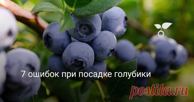 7 ошибок при посадке голубики — Ботаничка Лесная ягода – голубика совсем не так проста, как кажется. Насмотревшись на её диких родственниц, вы, возможно, рассчитываете получить очень неприхотливые кусты, ежегодно одаривающие богатым урожаем сочных ягод. Однако, уже начиная с посадки, вы можете совершить ряд кардинальных ошибок, которые не позволят добиться желаемого. Ведь запросы голубики во многом отличаются от других, более привычных, садовых культур. Мы расскажем об осн...