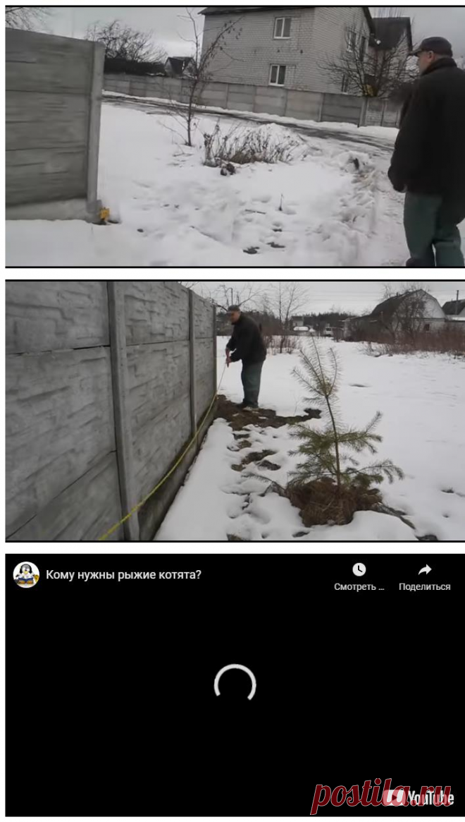 Кому нужны рыжие котята?