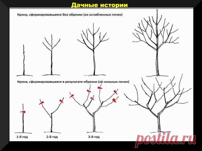 Завершаем дачный сезон: какие растения нельзя обрезать осенью, о каких проблемах можно судить по коре деревьев, самые важные дела на участке | Дачные истории | Дзен