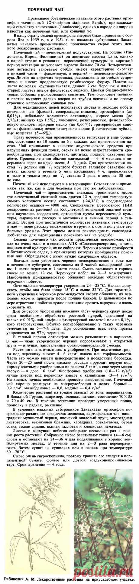 Ортосифон тычиночный (почечный чай)
